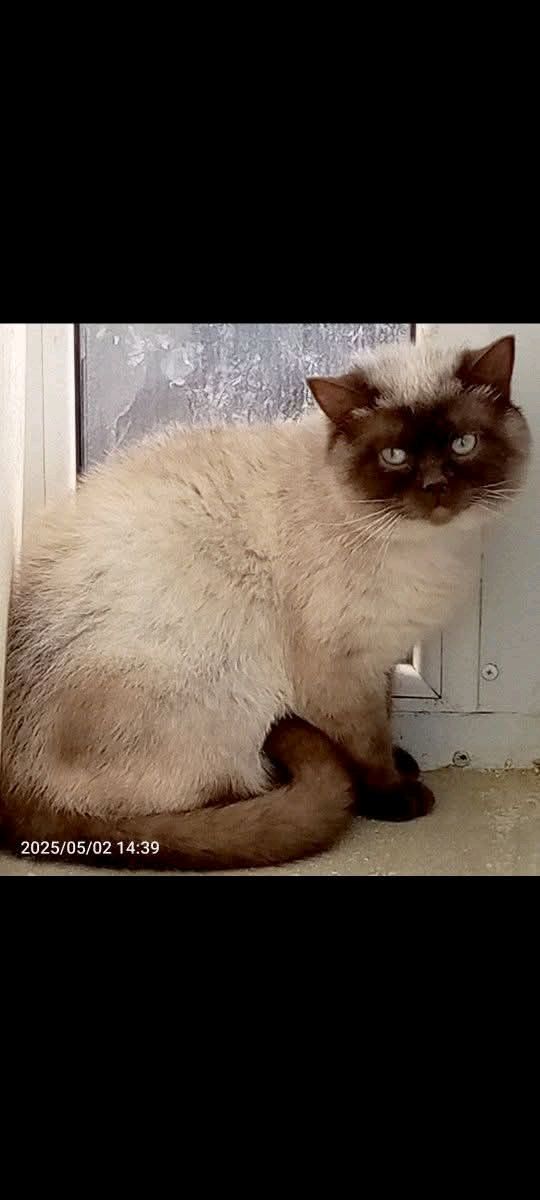 BRITISH SHORTHAIR ITALY | Facebook