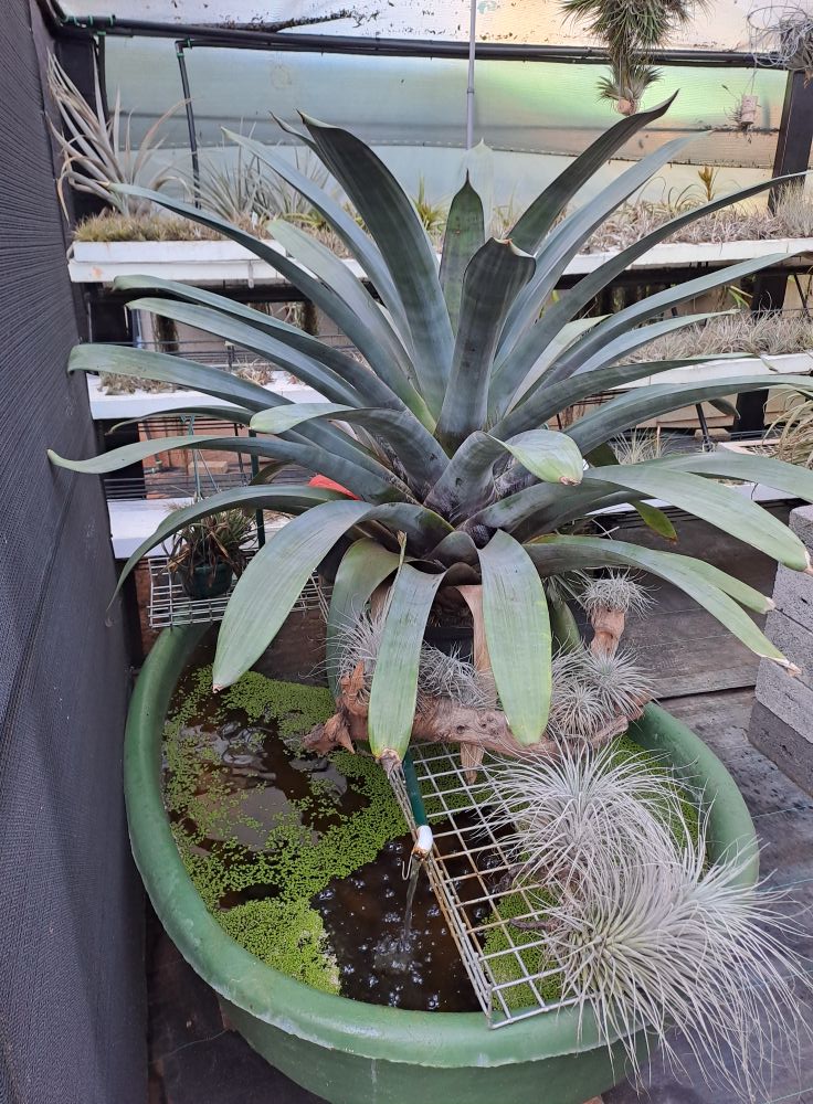 Tillandsia krukoffiana. Big specimen.