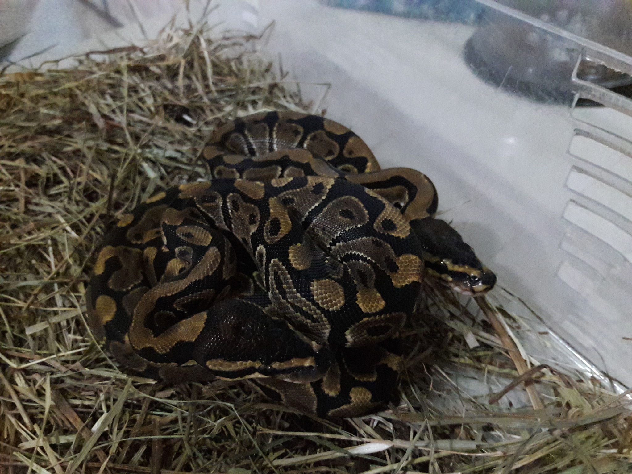 NEWT - The ball python (Python regius) is one of the most...