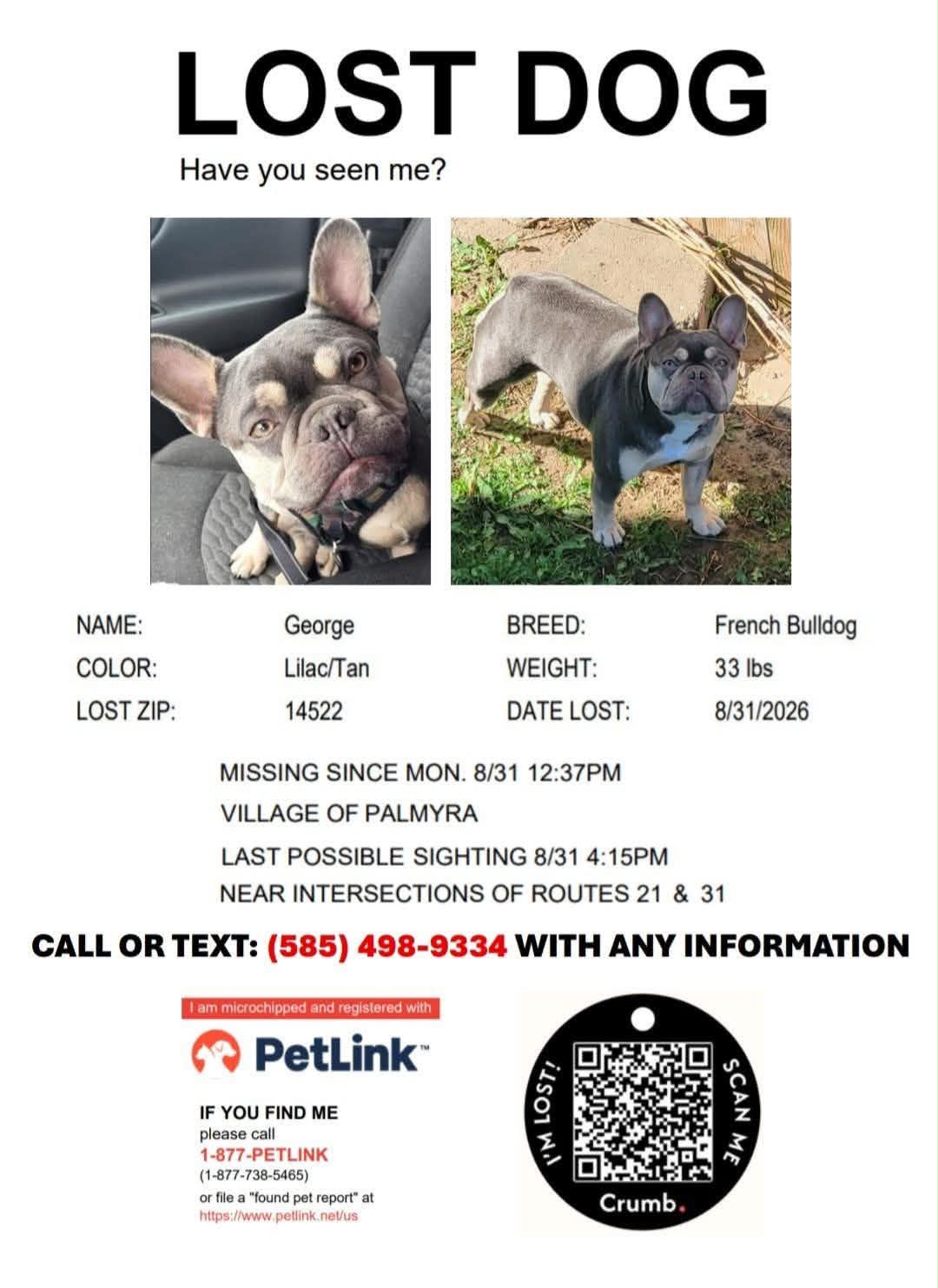 Missing French Bulldog Georgie in Village of Palmyra, Canandaigua, NY