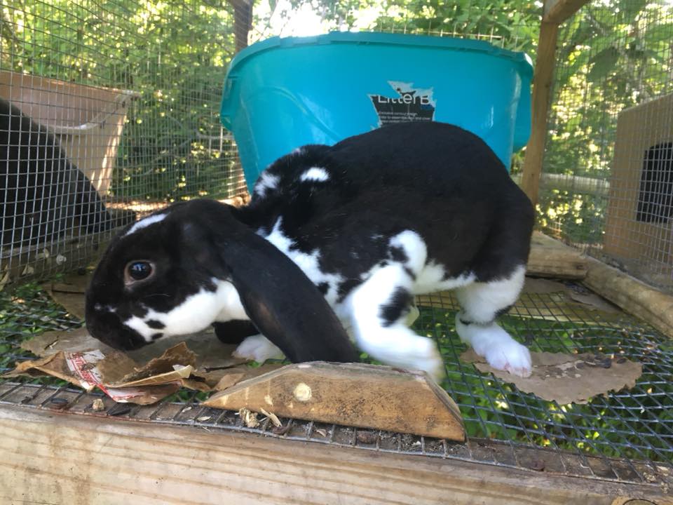 Velvet Dreams Rabbitry | Havelock NC