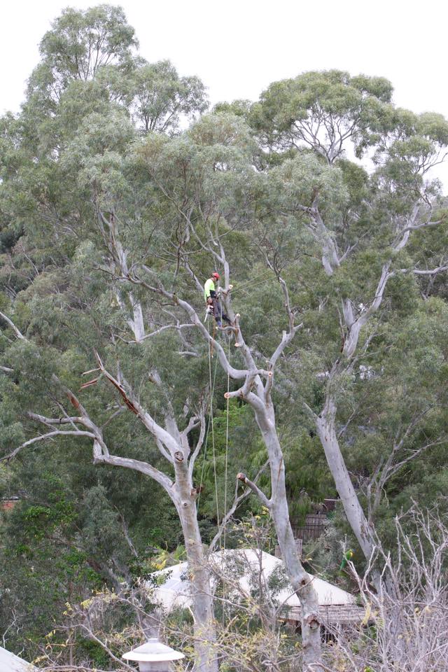 Tree Ninja | Clarence Park SA