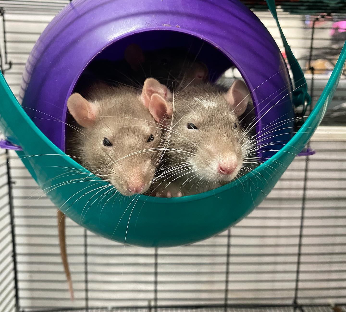 Hops + Co. Small Animal Rescue