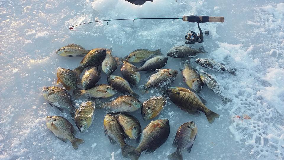 big fish ice fishing poles Armor Extendable Pro 36" Pole for GARMIN or LOWRANCE Trika ICE 36 M F ICE36MF The Control Flex Carbon blanks are 100% carbon delivering the perfect parabolic bend to keep fish pinned during the fight FishUSA Flagship Ice Rod |