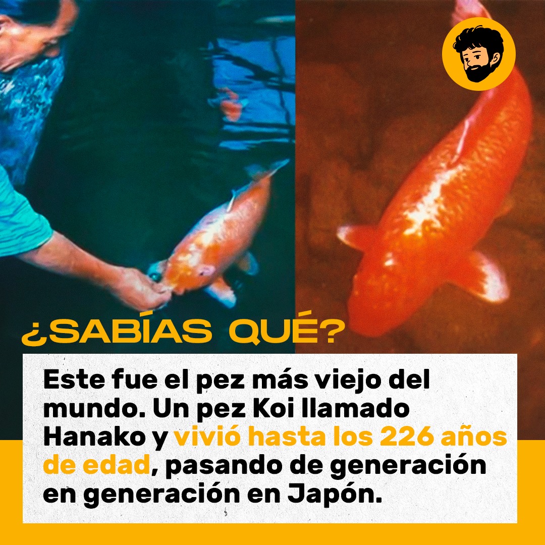 Rodx Curioso - Conoce el pez más longevo que se haya conocido 🐠🇯🇵 Su ...