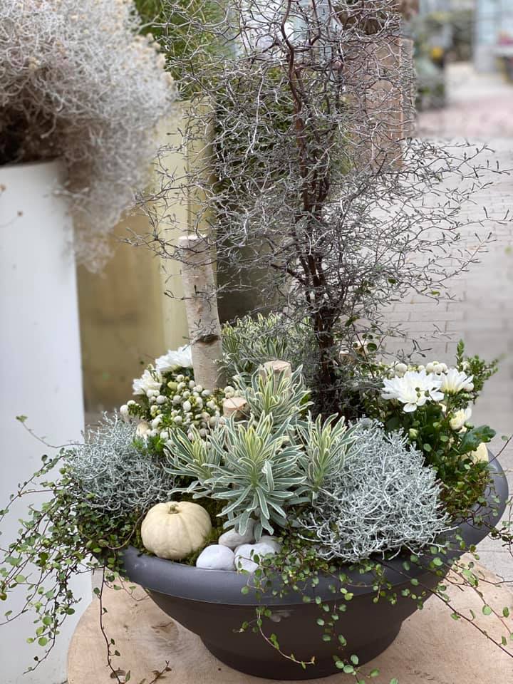 Bepflanzung für den Herbst 🍂 Gerne bepflanzen wir eure Gefäße & Schalen mit herbstlichen Pflanzen für euer Zuhause, zum Verschenken oder für die Grabstätte. Die Auswahl der Pflanzen ist vielfältig