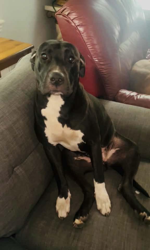 Hempstead Shelter (NY) dogs all had “Adopted” or “Going to my forever ...