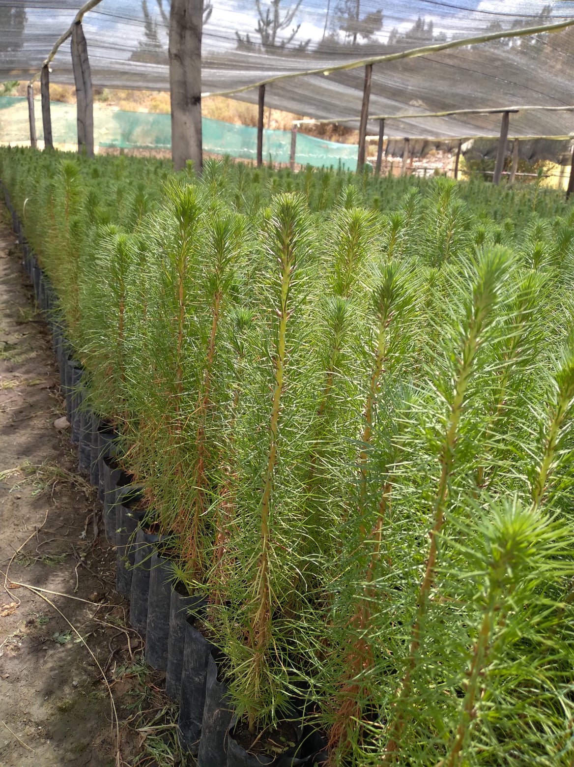 🌲 Plantines de Pino radiata (𝘗𝘪𝘯𝘶𝘴... - Vivero SembrArte | Facebook