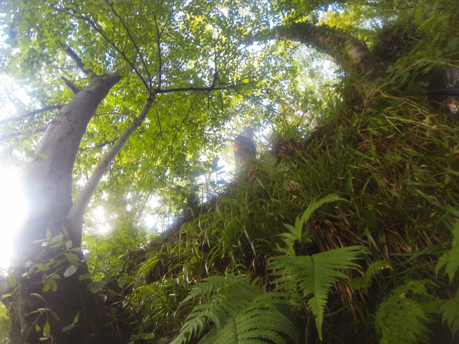 Forus Tree - Some photos of our recent river cleanups as... | Facebook