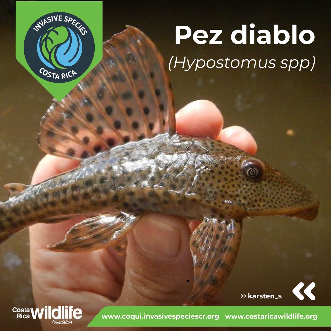 Invasive Species Costa Rica