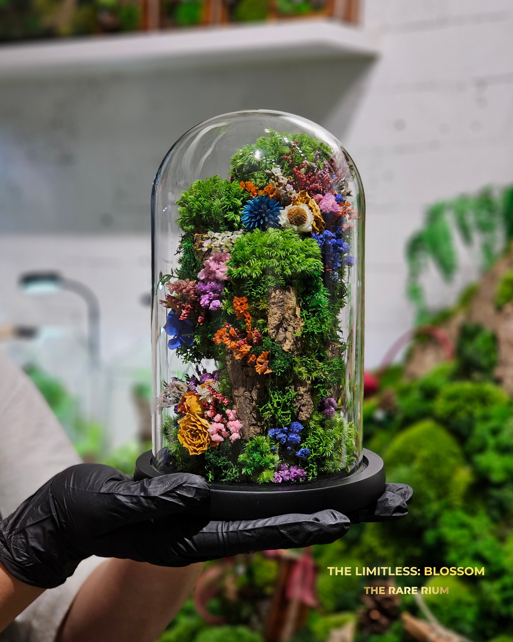 Một món quà đầy màu... - The Rare Rium - Plant & Moss Art | Facebook