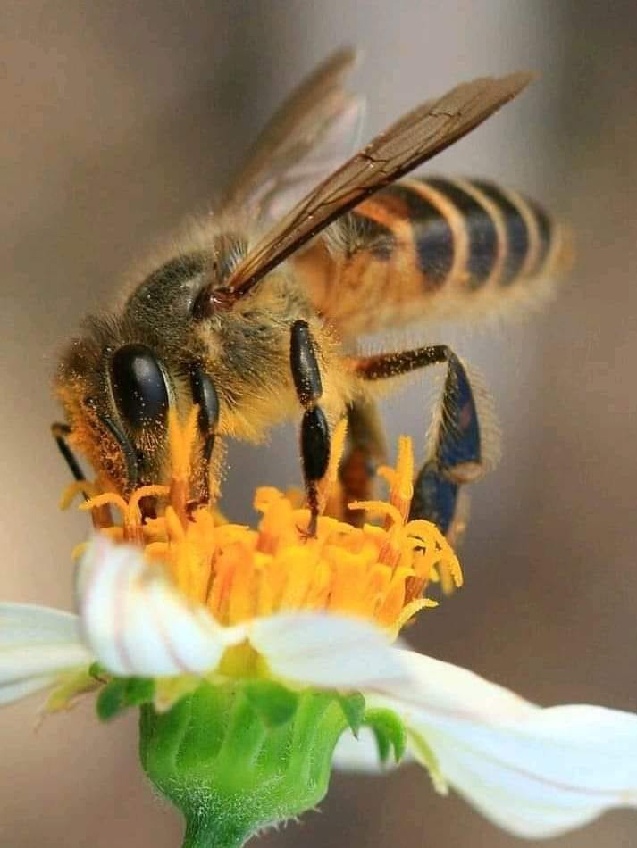 Apimania Abejas Y Miel - 😊😊😊😊 | Facebook