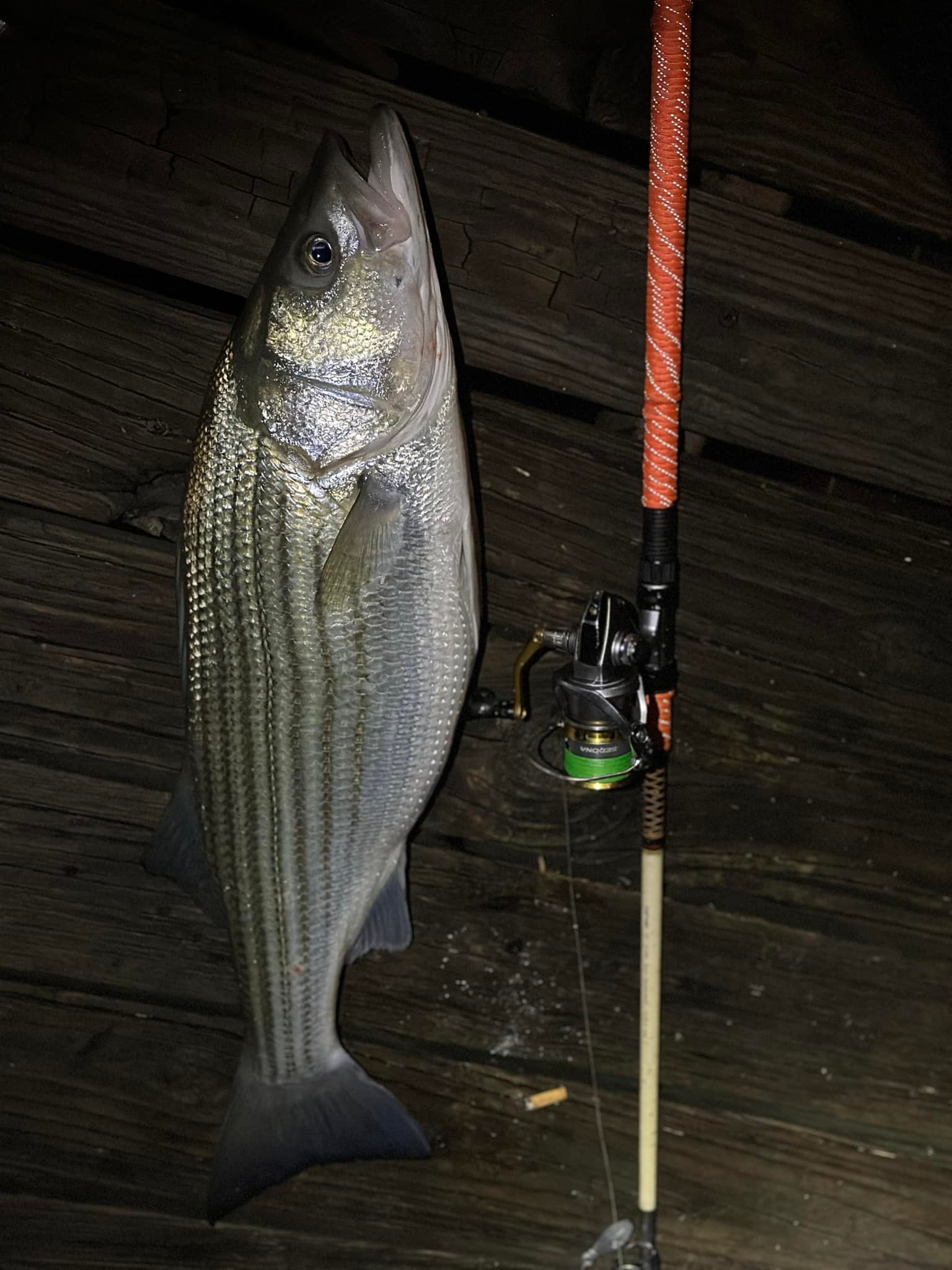 as seen on tv fish vision lure Megabass 110+1 Jerkbait PM Twilight Chart Back the VISION ONETEN jerkbait Rod caught hi-res stock Pet::Invert 尺寸:Size3-0 Gap 17mm