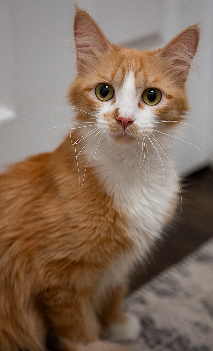 As we approach the end of 2023, we... - Chicago Cat Rescue | Facebook