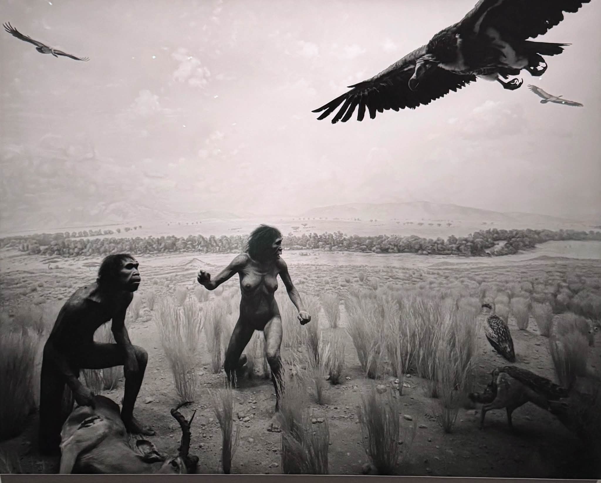 now showing -9/13 杉本博司 絶滅写真 Hiroshi Sugimoto: Extinction