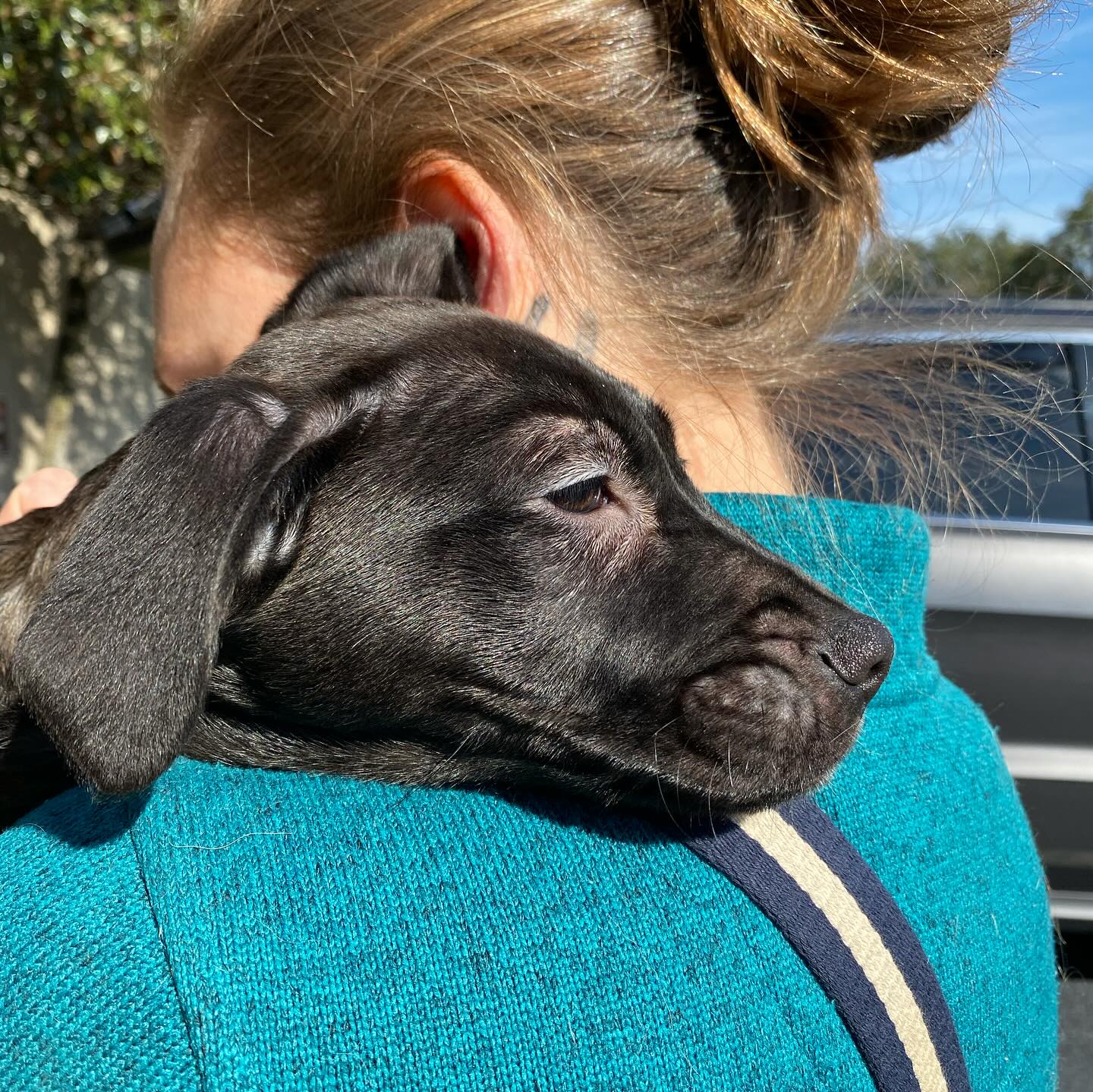 Project - Yesterday was a big day for FIVE lucky lab mix pups who found ...