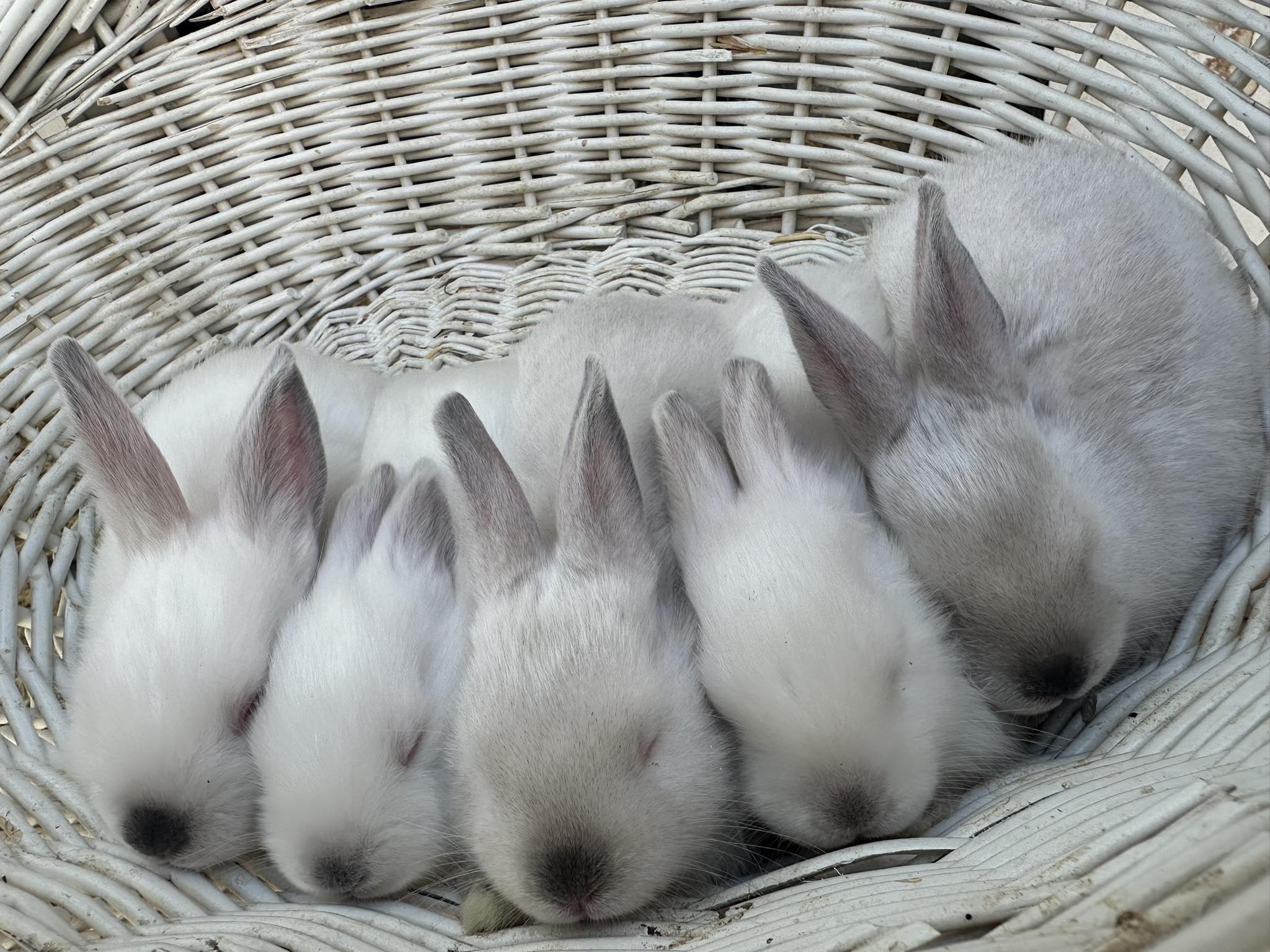 Hoppin’ T Rabbitry | Happy TX