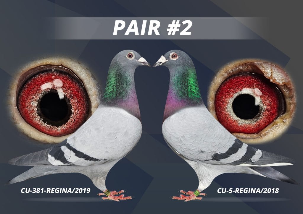 Saskatchewan and Central Canada Racing Pigeons | Rockglen SK