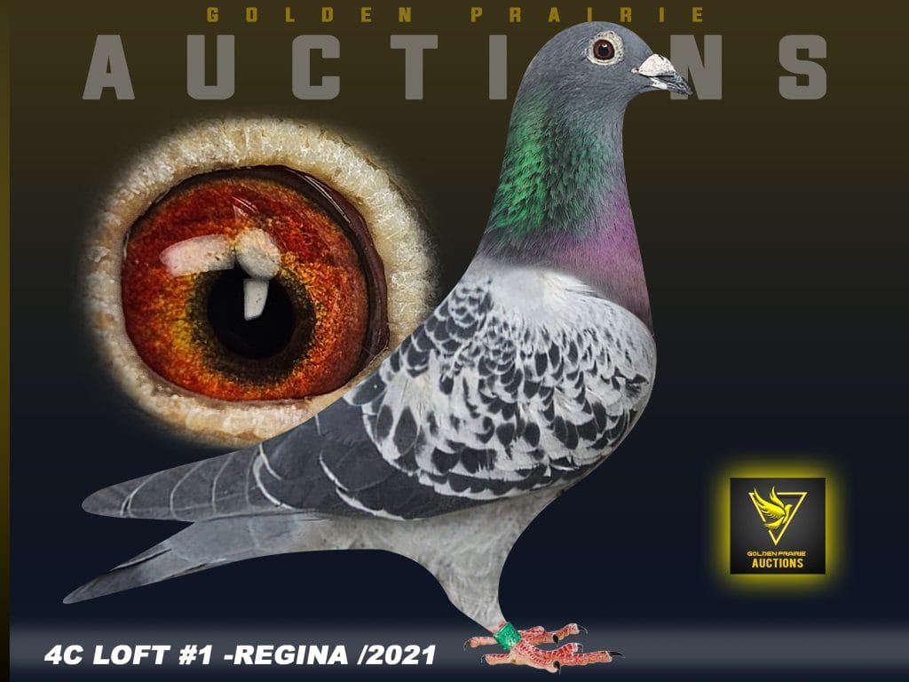 Saskatchewan and Central Canada Racing Pigeons | Rockglen SK