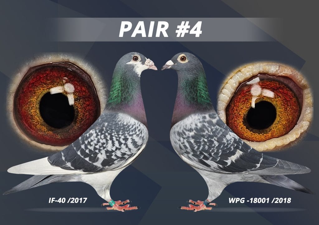 Saskatchewan and Central Canada Racing Pigeons | Rockglen SK