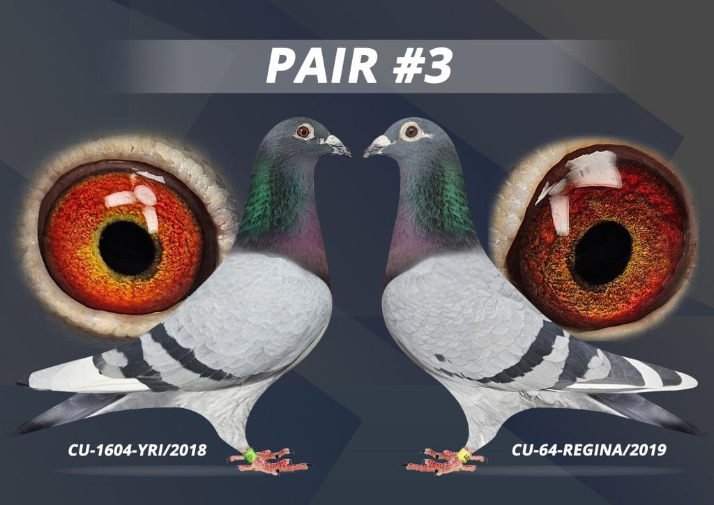 Saskatchewan and Central Canada Racing Pigeons | Rockglen SK