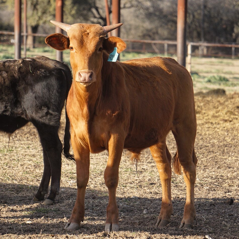 BS Cattle Co. - The next generation... here’s a 3/4 brother to Paradigm ...