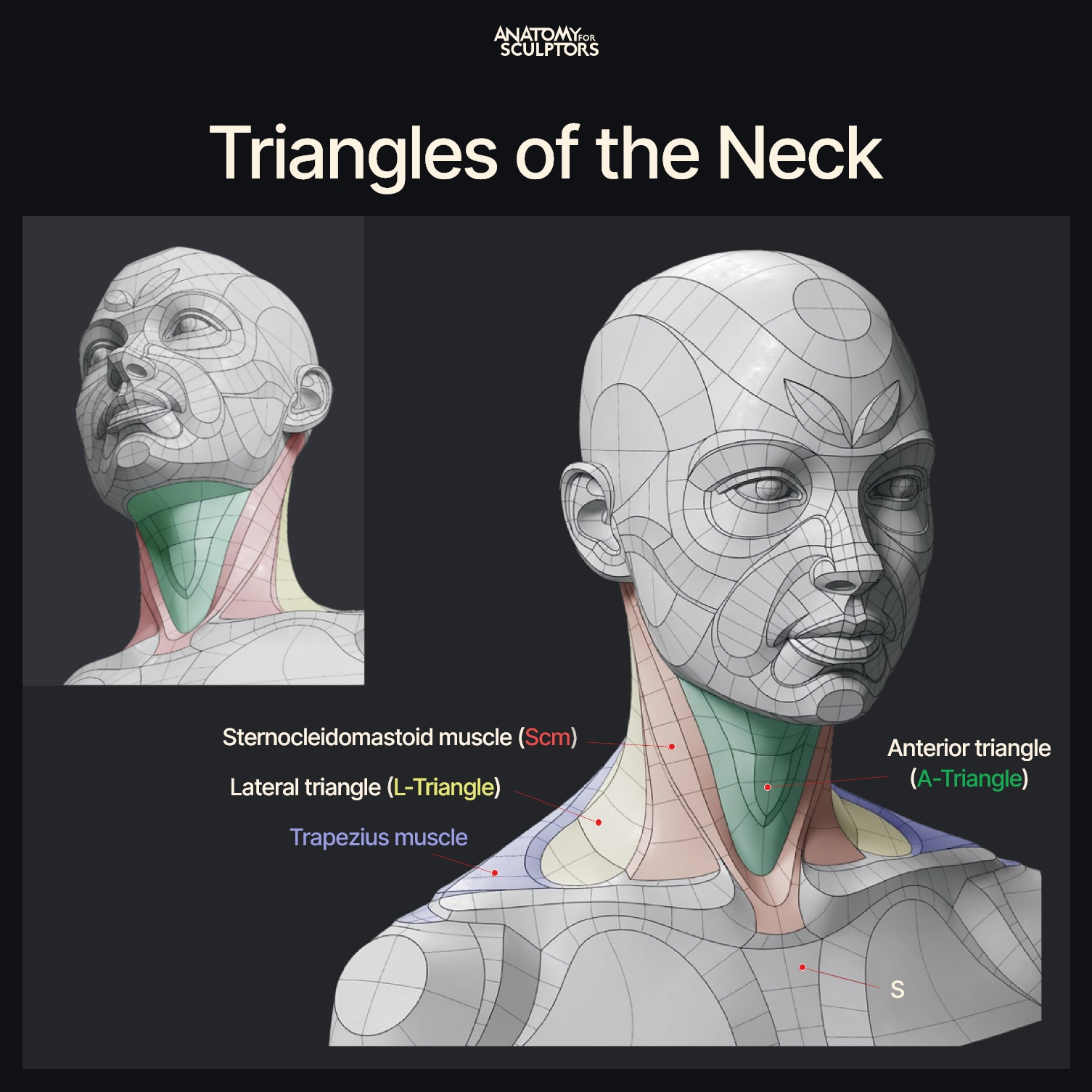 Anatomy - The neck is formed by 4 kinds of triangles – Anterior ...