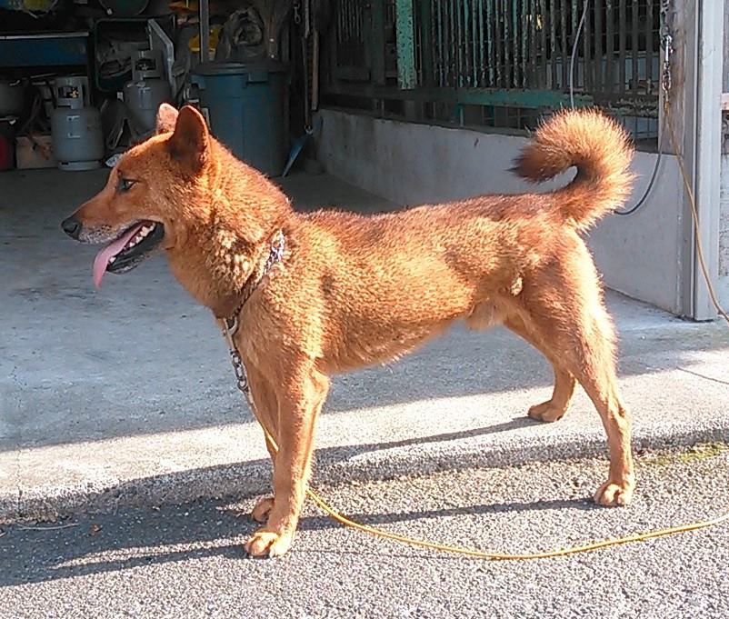 中国太行犬 Chinese Taihang... - 中国太行犬 Chinese Taihang Mountain Dog