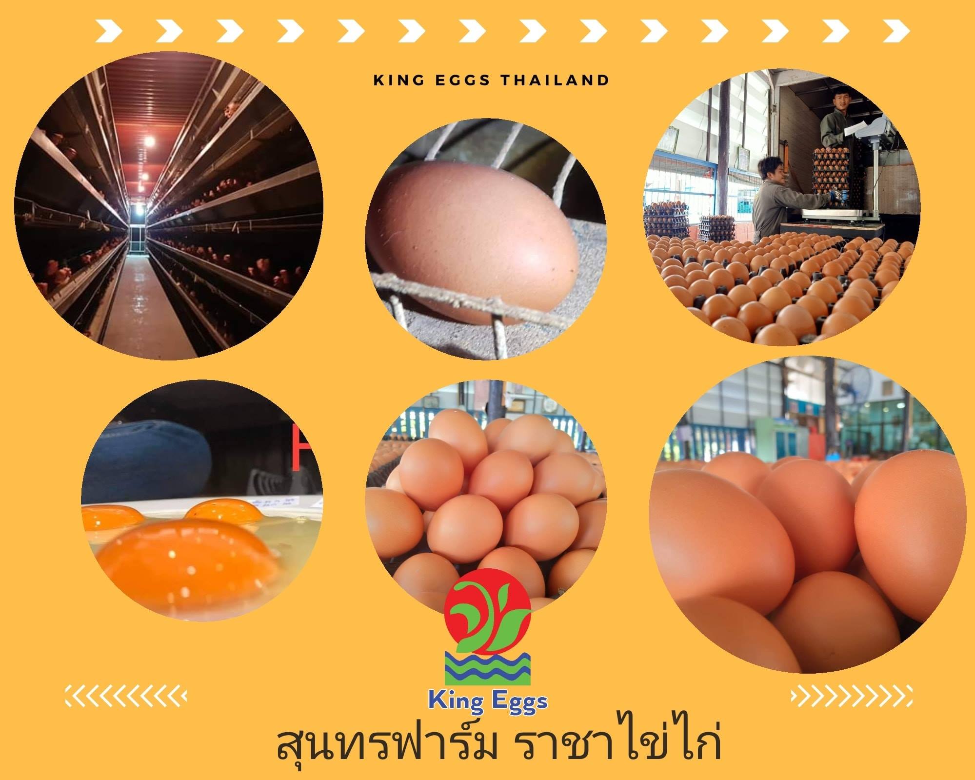 สุนทรฟาร์ม... - คิงส์ เอ้กส์ - ราชาไข่ไก่ - King Eggs | Facebook