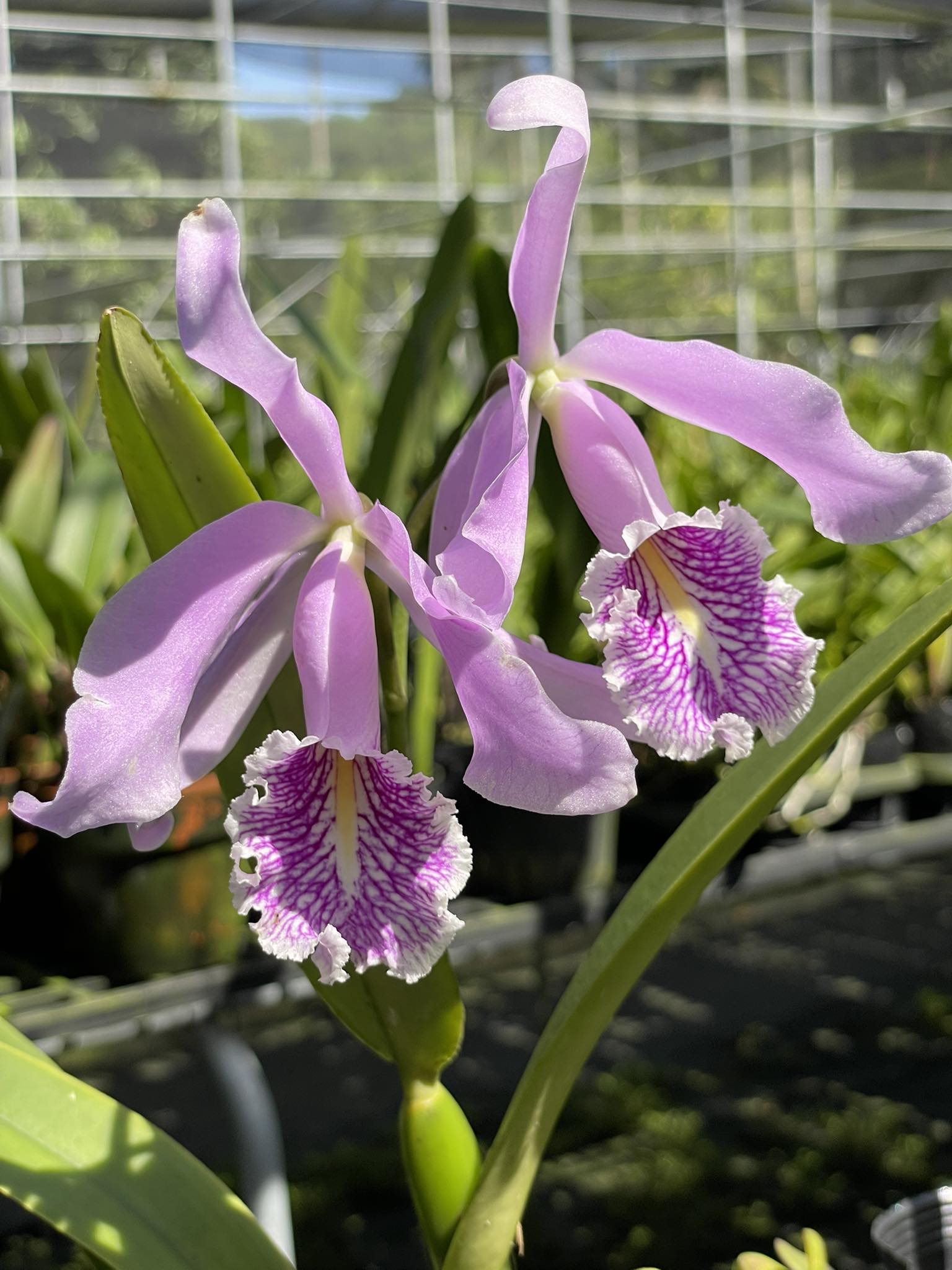 Cattleya maxima var. rubra This is a selfing of the famous var