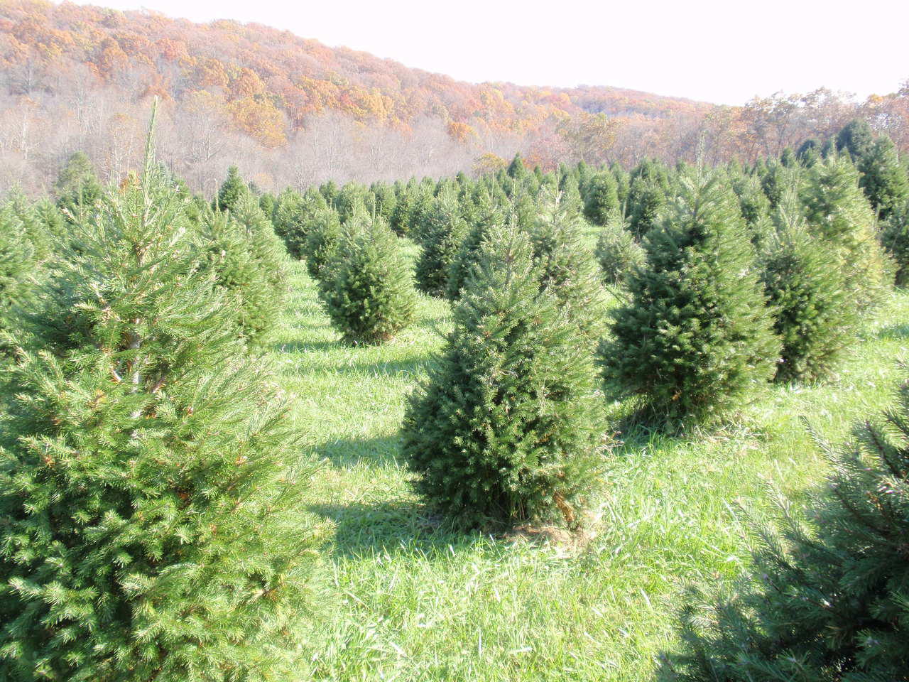 Putman Christmas Tree Farm | Westminster MD