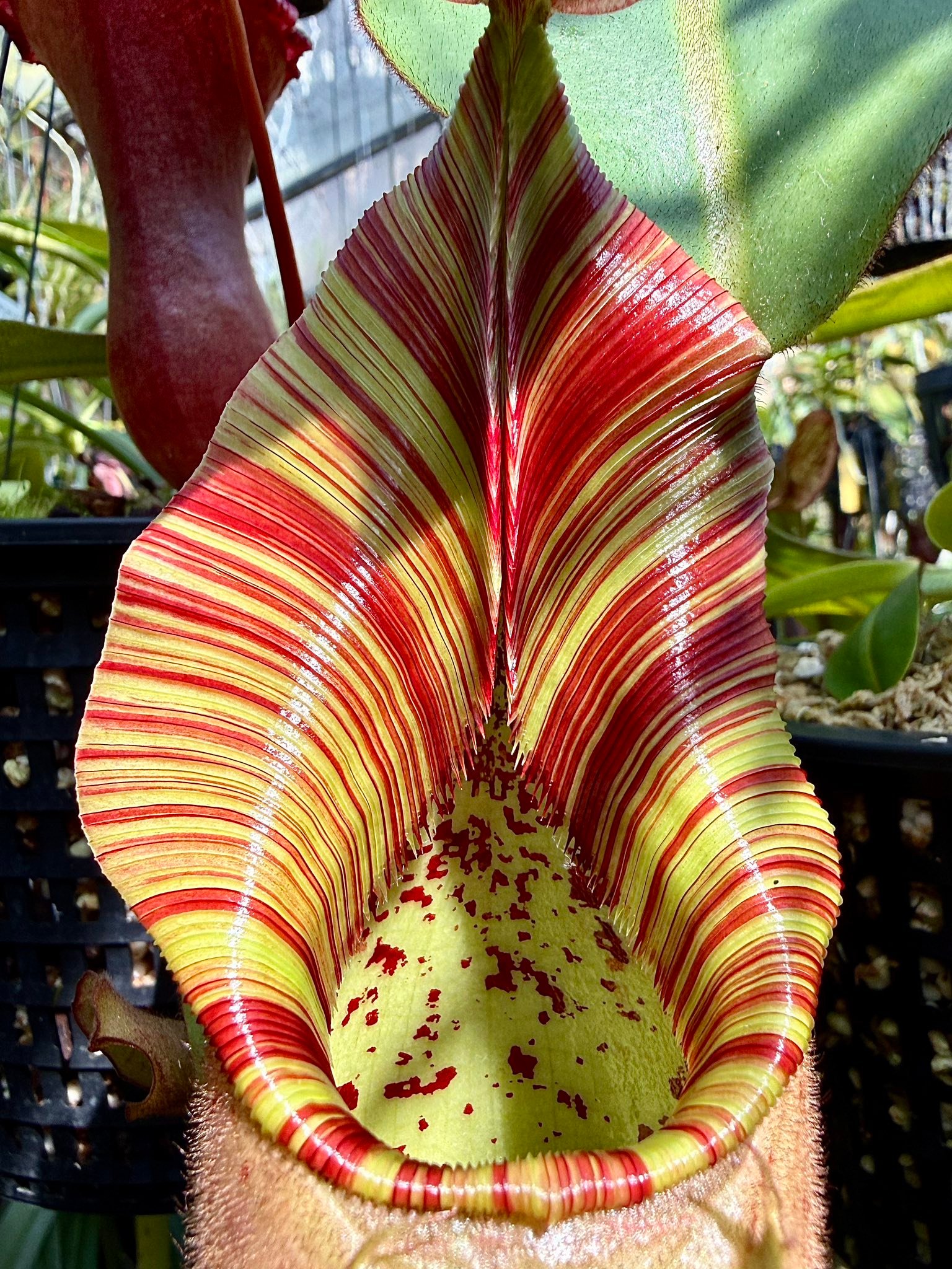 N. veitchii (K x M) EP looking so good this morning!