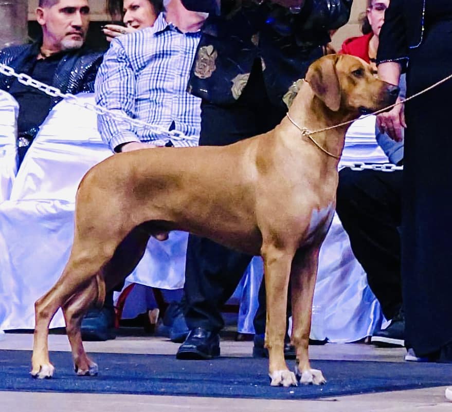 Wildewood - Flashback to The RRCUS National and hoping for more dog ...