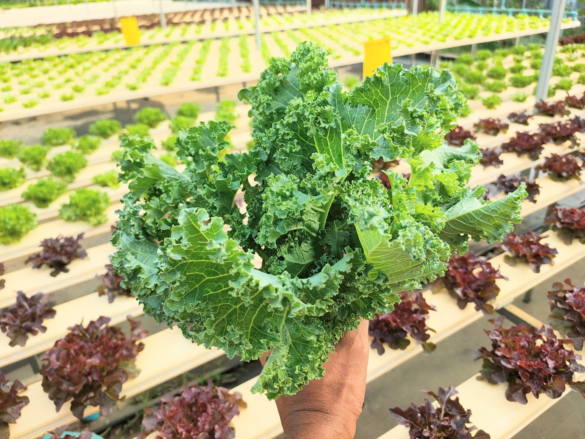 Kale Kale Kale Kale... - Grow delicious farm ปลูกฟาร์มอร่อย