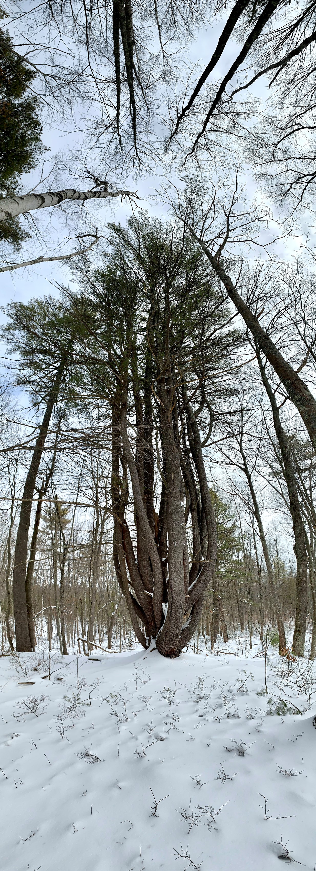 What is a wolf pine?... - Great Works Regional Land Trust | Facebook