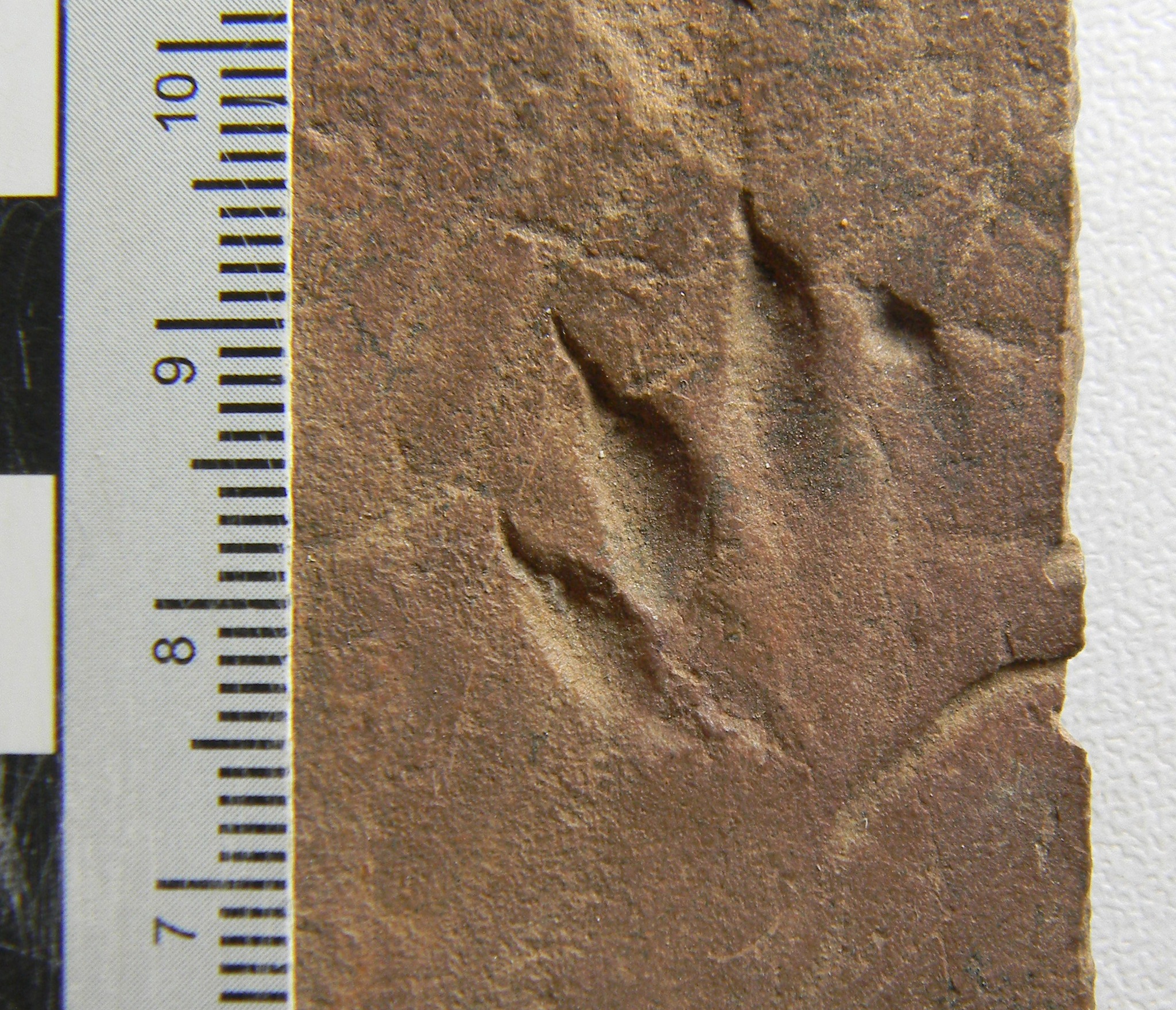 It's Fossil Friday! This week we have a Batrachopus track. This ...