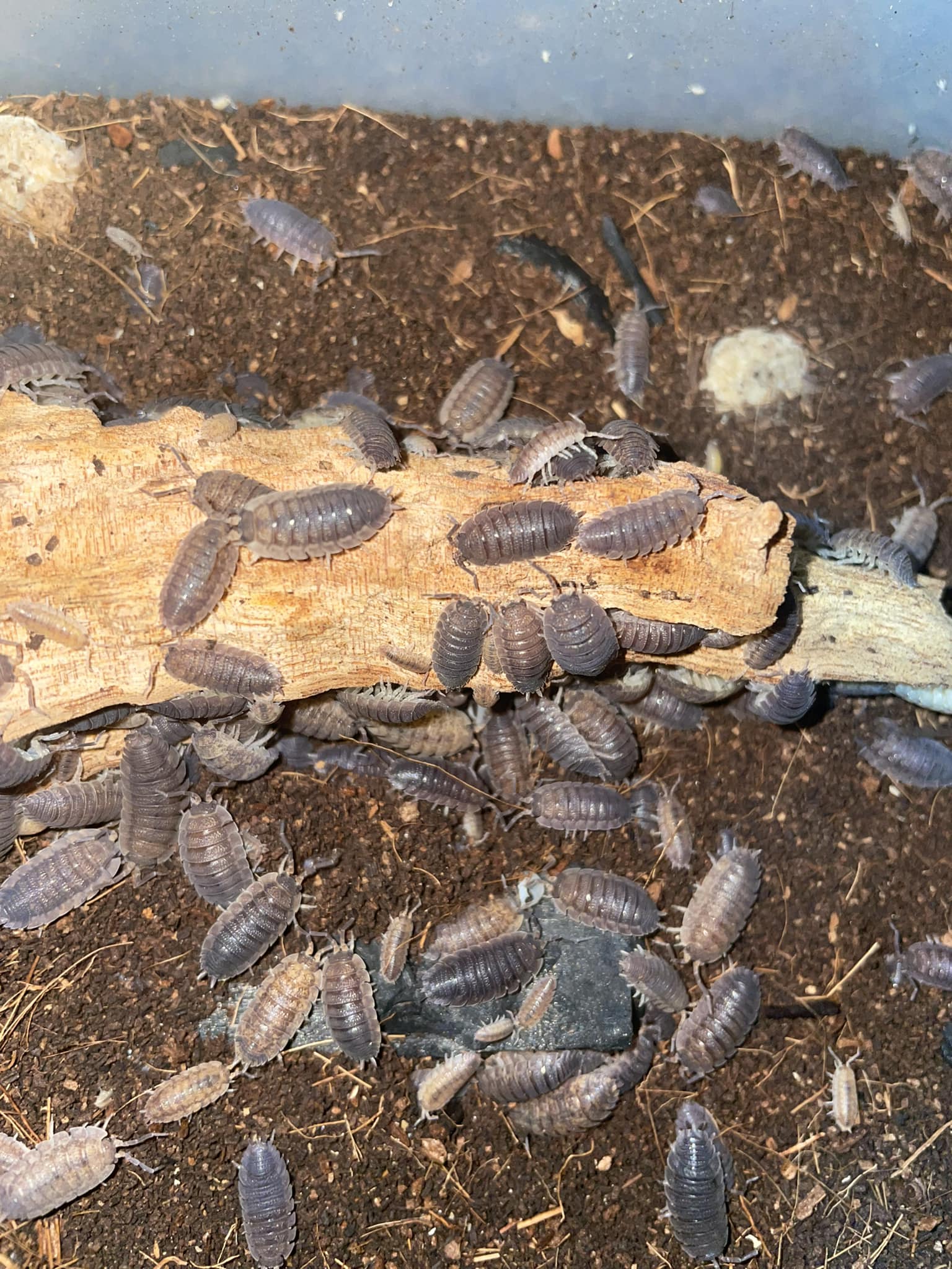 Australian Invertebrates | South Morang VIC