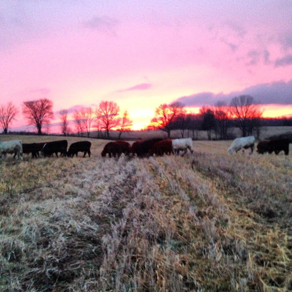 Deep Roots Ranch, LLC | Chelsea MI