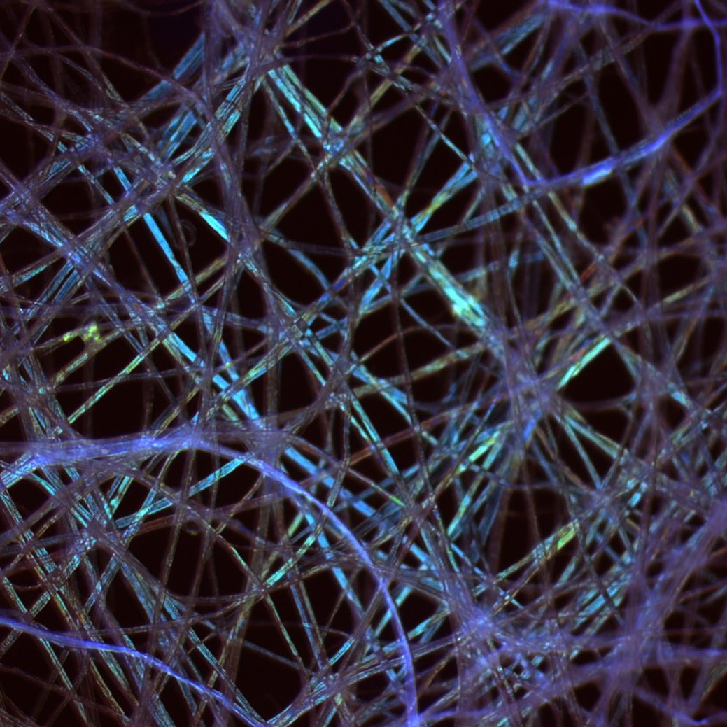 Lens tissue under the microscope 🔬 🧐 #microscope #sciart #research ...