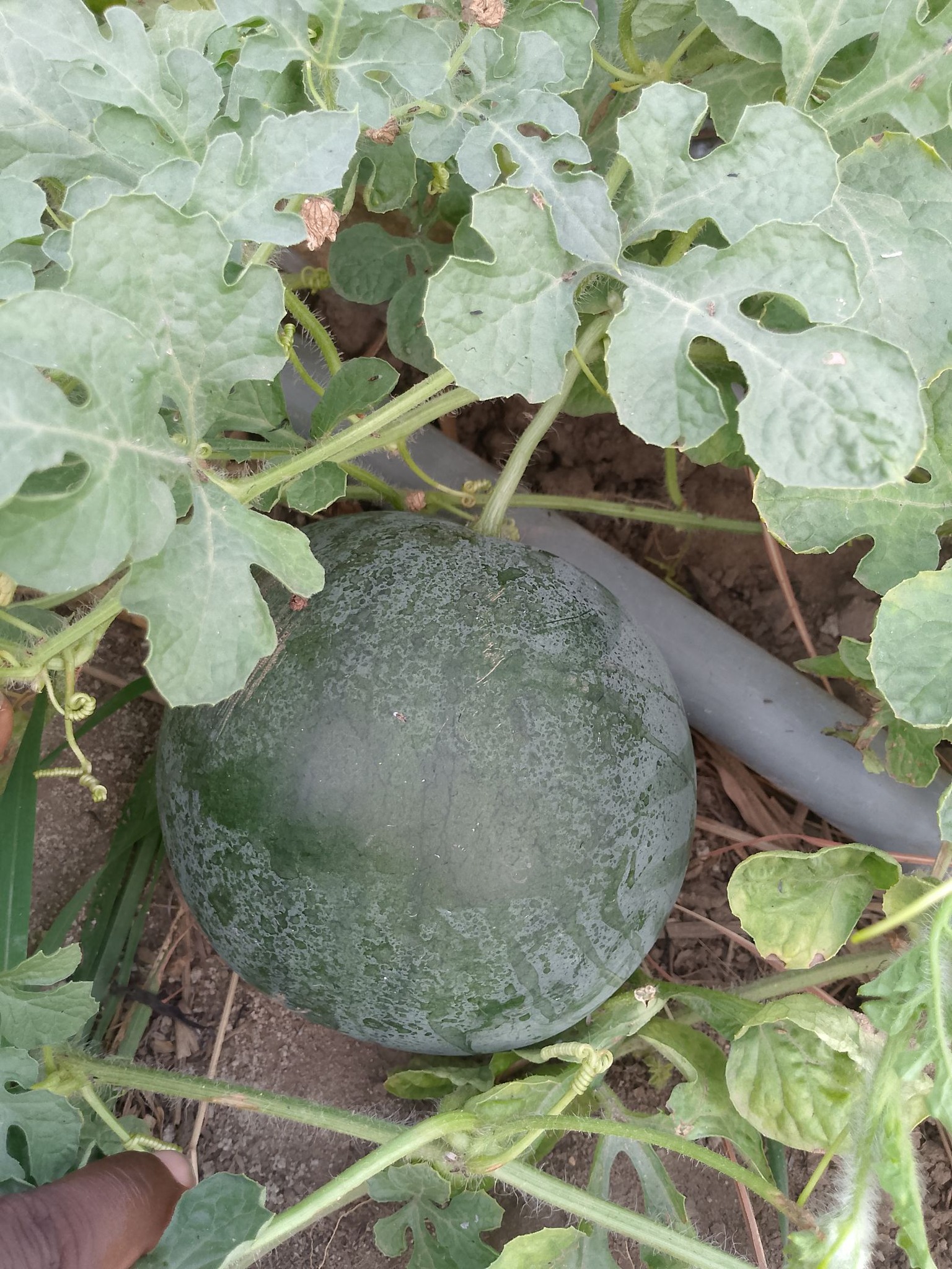 Seedless Watermelon Seed Market Size, Share, Trends & Forecast