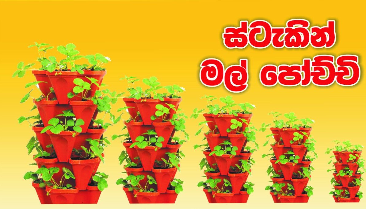 Mal Pochchi - Mal Pochchi added a new photo.