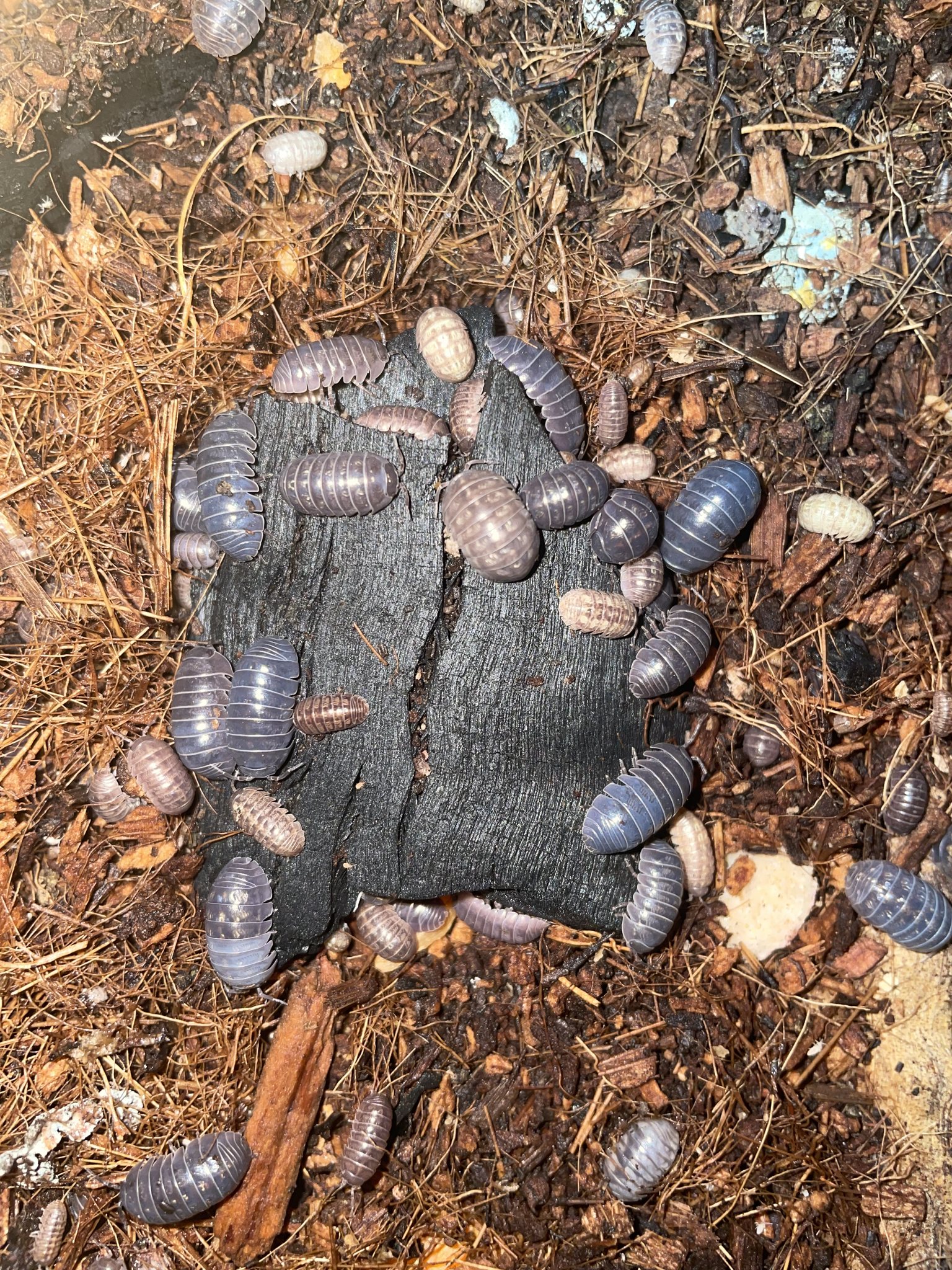 Australian Invertebrates | South Morang VIC