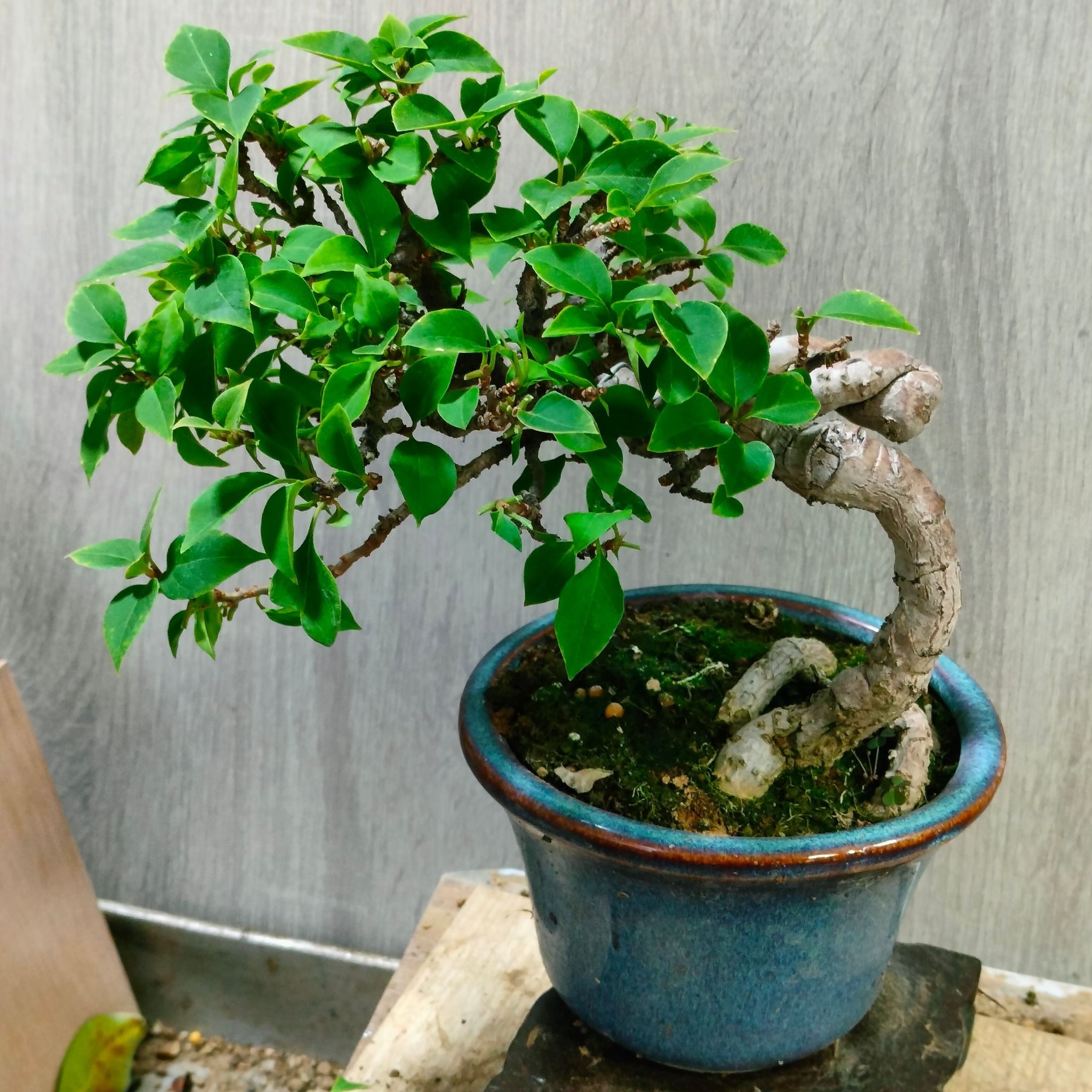 八房九重葛小品盆栽…雙面不同的創作表現！一面是{很野味的怪體樹}、另
