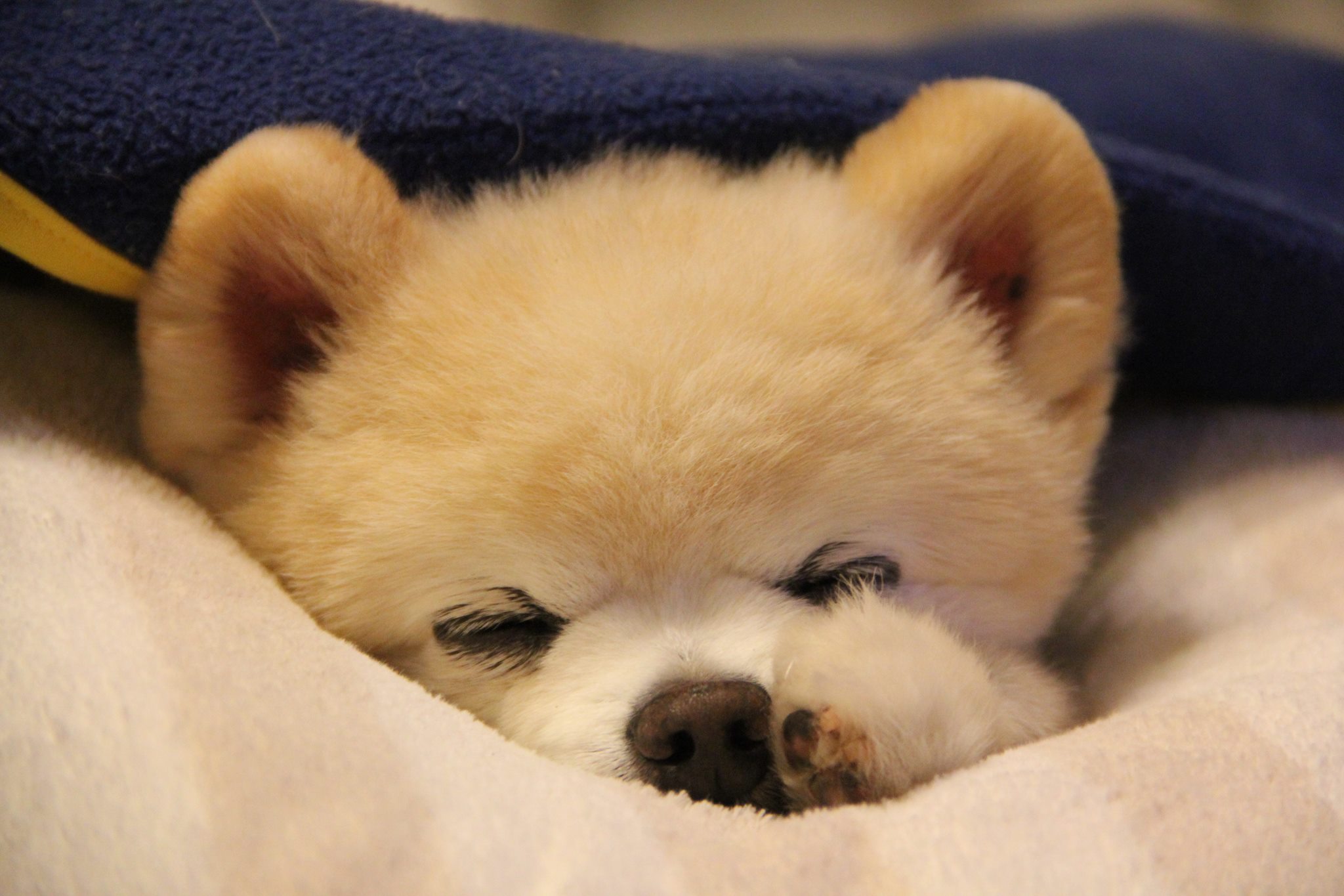 俊介 犬