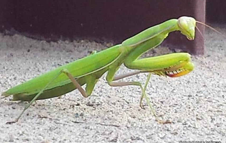 How well do you know your garden bugs? Can you tell which ones are ...