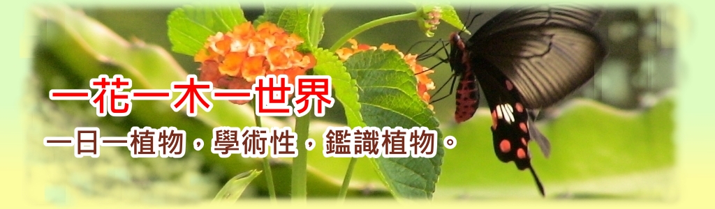 一花一木一世界 | #芸香科：**椪柑**學名Citrus poonensis Hort | Facebook