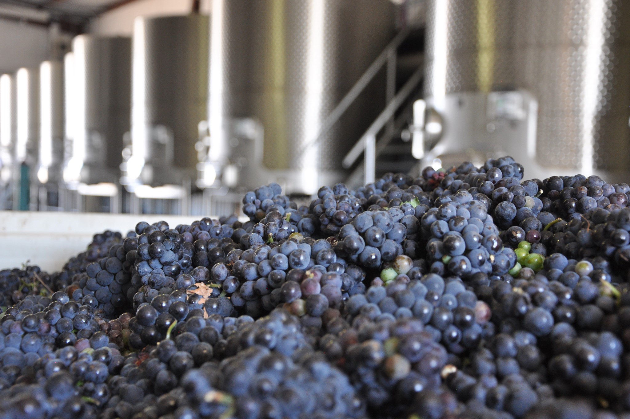 Texas Custom Wine Works - We have them lined up out here today as we ...