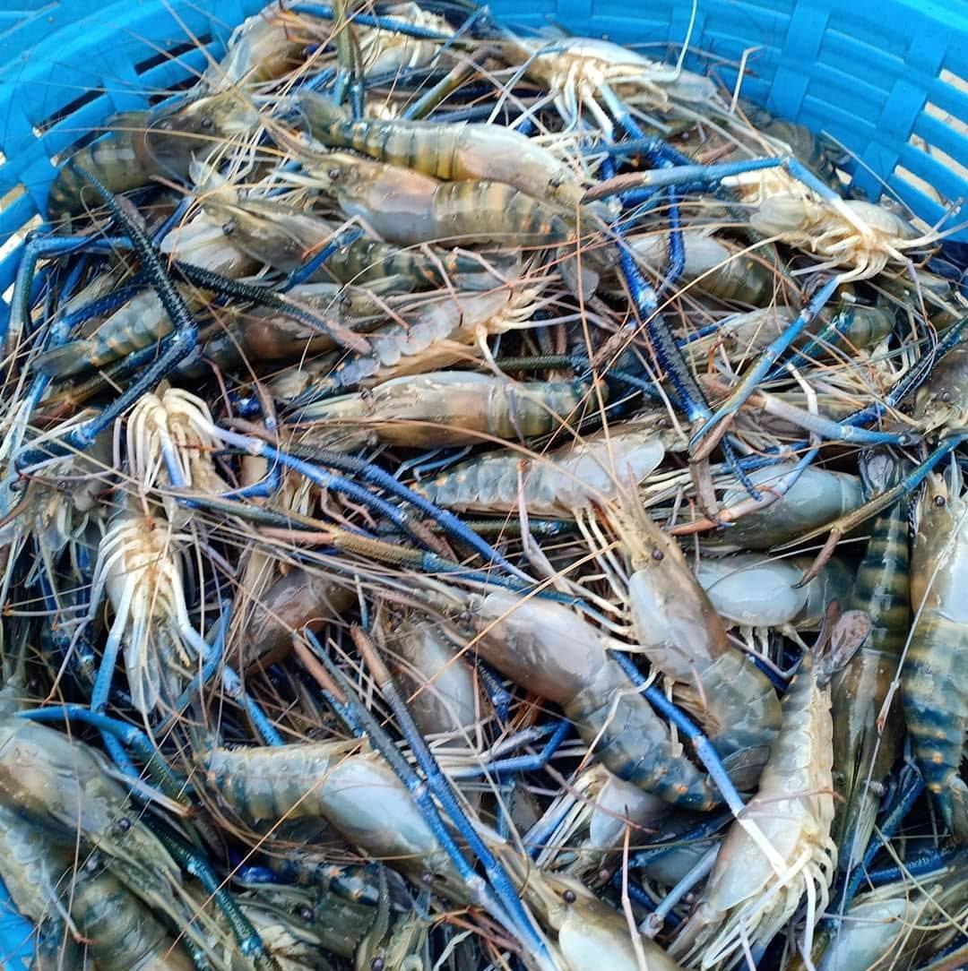 28/3/2026 SABTU Belanja Awal Tapak 3KG UDANG GALAH untuk fighter jenggo ...