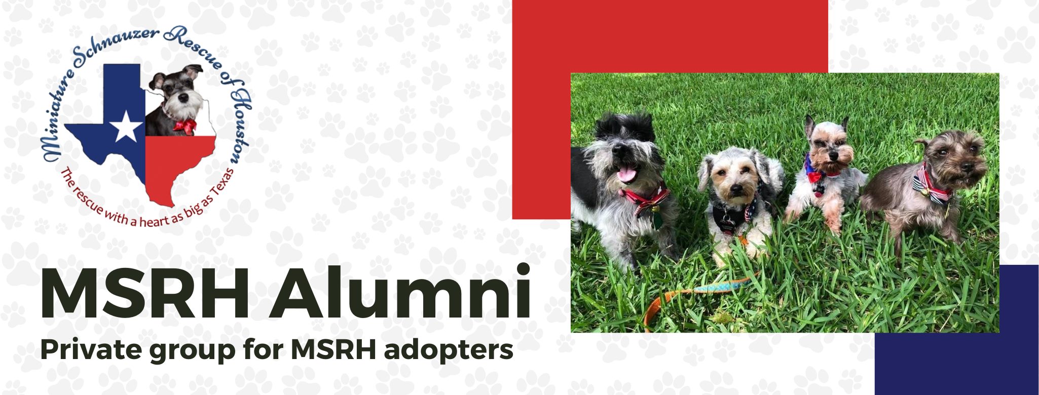 Miniature Schnauzer Rescue of Houston Alumni | Facebook