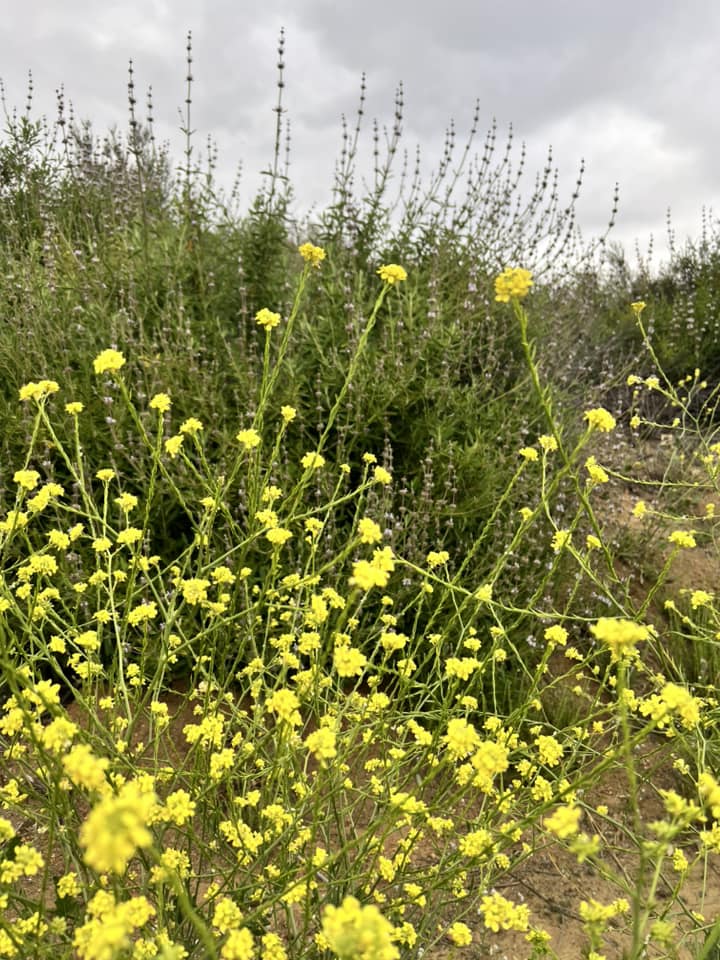 Long Look Ranch | Santa Clarita CA